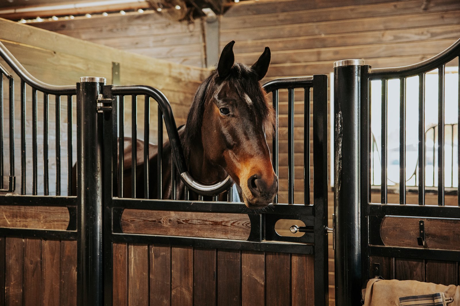 Luxury horse boarding Ocala Florida