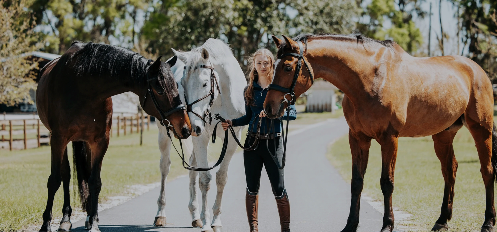 Horses at Blue Moon Farm boarding