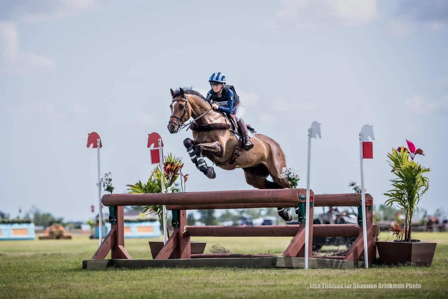 Show jumping eventing