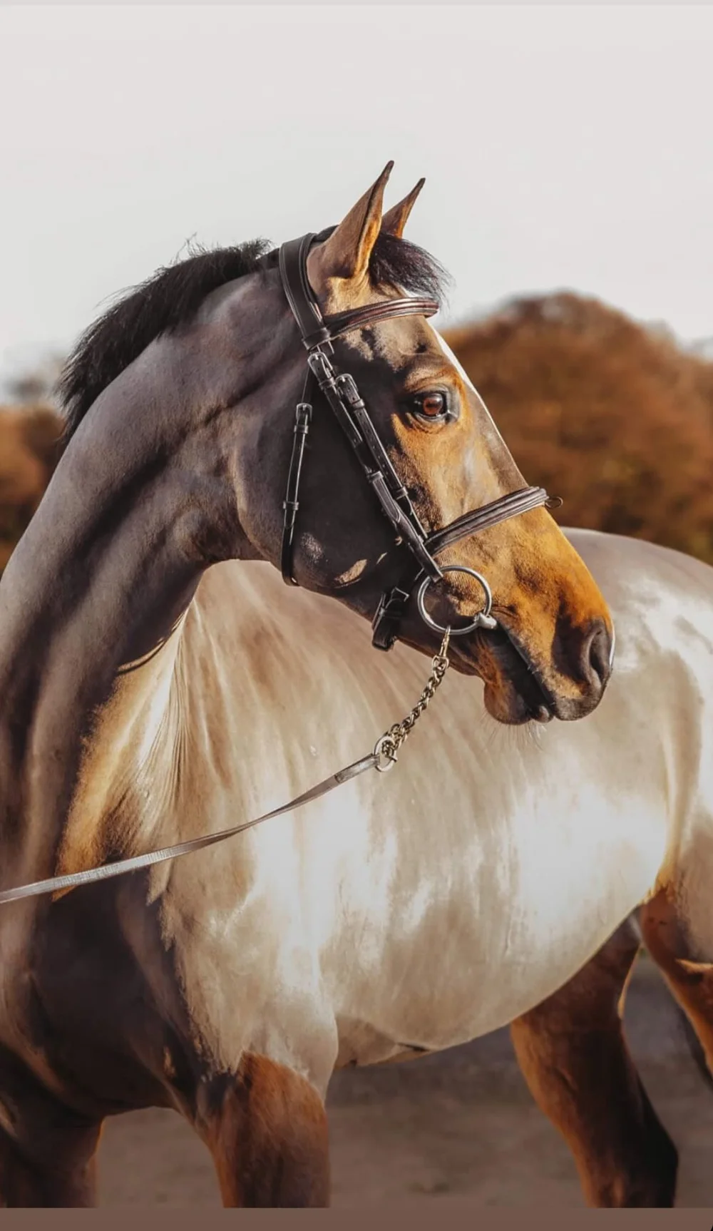 DHI Rocketman Elton John eventing horse